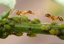 Ants enjoy consuming elaiosomes, small structures on the outer surface of seeds, without harming the plant. Ants Are Destroying Your Plants By Nurturing Perfect Aphid Colonies Ars Technica