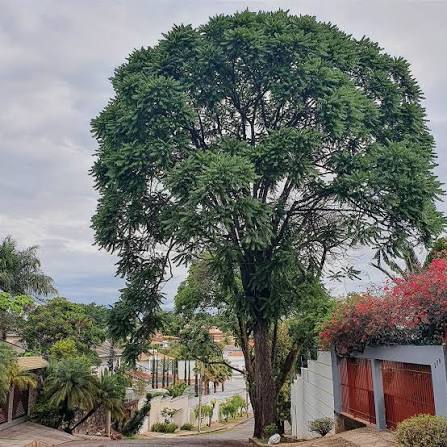 CEDRO ROSA (Cedrela fissilis) - Muda com até 80 cm - Rebrotar Plantas
