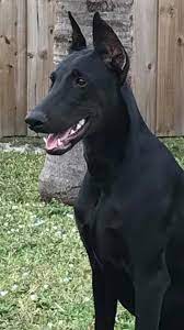 24 Black Doberdane Ideas Beautiful Dogs Dogs Dog Breeds