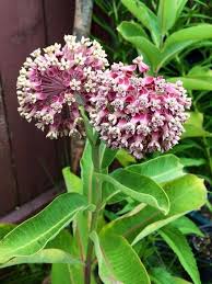 Milkweed Plant With Images Milkweed Plant Plants Hummingbird Plants