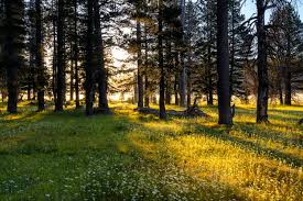 About — Northern Sierra Partnership