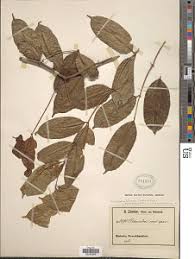 Image result for Landolphia letestui