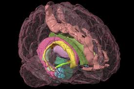 The Limbic System And Our Emotions Limbic System Emotions Brain Structure