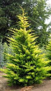 Leylandii Gold Rider Lone Elder Nursery Llc Evergreen Landscape Conifers Garden Leyland Cypress