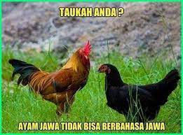  12 Meme Ayam Paling Gokil Dan Kocak Yang Bikin Ngakak Dunia Fauna Hewan Binatang Tumbuhan Meme Lucu Gambar Lucu