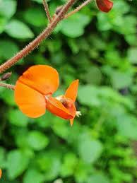 Image result for Hylodesmum repandum