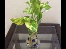 How To Grow Money Plant In Water Urdu Hindi Money Plant In Water Plants Money Plant