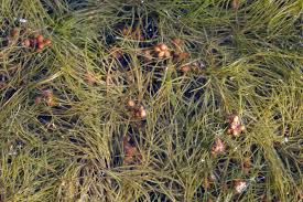 Image result for Cyperus pectinatus
