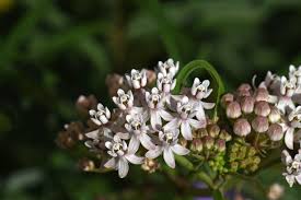 Asclepias Angustifolia Arizona Milkweed Asclepias Milkweed Southwest Desert