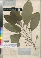 Image result for Lindackeria bukobensis