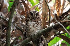 See full list on owlcation.com Rare Owl With Bright Orange Eyes Seen For The First Time In More Than 125 Years At The Smithsonian Smithsonian Magazine