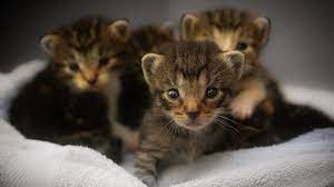 Tekanan yang kamu hadapi sekarang ini merupakan sesuatu yang selama ini membuat kamu bahagia namun pada saat ini berbalik menyerang kebahagiaan kamu. Pertanda Baik Hingga Buruk Ini 10 Arti Mimpi Tentang Anak Kucing Anda Akan Mengalami Kesulitan Halaman All Tribun Bali