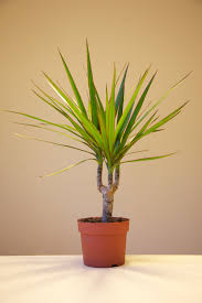 Image result for Dracaenaceae