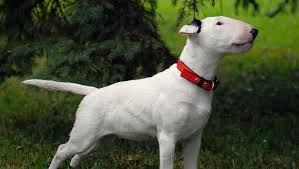 Bull Terrier Dog Breed Information | Purina