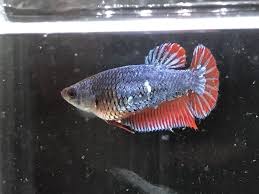 Live Betta Fish Hmpk Fancy Blue Female Full Egg Ready To Breed Betta Fish Bettafish Betta Fish Betta Fish