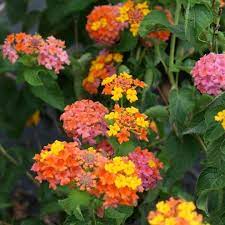 Garden Tips Tumblr Rockgardenchandigarh Gardenlighting Creativegardenart Post 7821522078 Lantana Showy Flowers Garden Types
