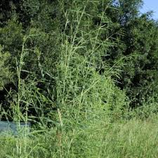 Image result for Sesbania macowaniana