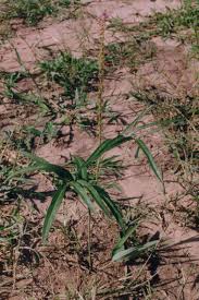 Image result for Uraria picta