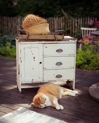Rote Katze Nach Dem Regen In 2020 Rote Katze Katzen Rot