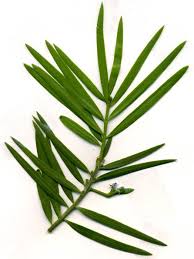 Image result for Afrocarpus falcatus