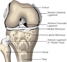 Accurate diagnosis requires a for the anterior drawer test, the patient assumes a supine position with the injured knee flexed to 90 this view is necessary to detect radiolucencies of the femoral condyles (most commonly the medial. Keeping On Track With Knees Expanding Light