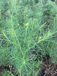 Image result for Schkuhria pinnata