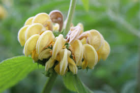 Il tronco è scuro e le foglie sono allungate con margini dritti, lucide e profumate. Bellezza Selvaggia Dal Sapore Mediterraneo Phlomis Dipinto Succi