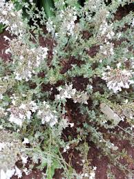 Image result for Micromeria