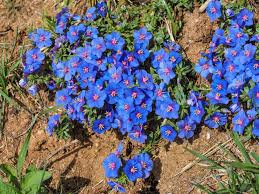 Image result for Anagallis elegantula