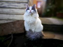 Grey and white cat breeds long hair. List Of 8 Stunning Grey Cat Breeds With Pictures And Descriptions
