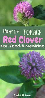 How To Forage Red Clover For Food Medicine Food Medicine Natural Healing Remedies Natural Healing