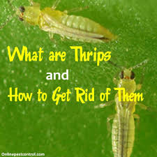 Controlling pests is an enormous task in any country. There Are Good Thrips And Bad Thrips Good Thrips Predaceous Thrips Are Beneficial Thrips As They Prey On Spider Mites And Ot How To Get Rid How To Get Rid