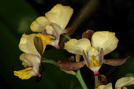 Image result for Eulophia streptopetala