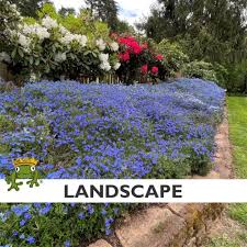 Image result for Chenolea diffusa