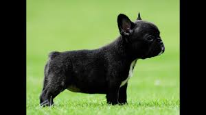 French bulldog litter of puppies for sale near new jersey, kendall park, usa. Micro Mini French Bulldog Puppy For Sale Penny Lane 786 206 9330 Youtube