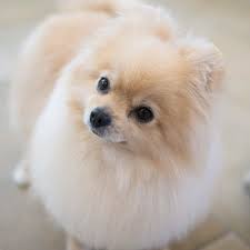 モフモフで気持ちいい そして付き添いで来たら爪切りされたチワワさん トリミング ポメラニアン ポメ 犬 チワワ トリミング中 トリマー 名古屋 トリミングサロン ドッグサロン ペットサロン isoladog ワンコ モコモコ 犬のい animals instagram ferret