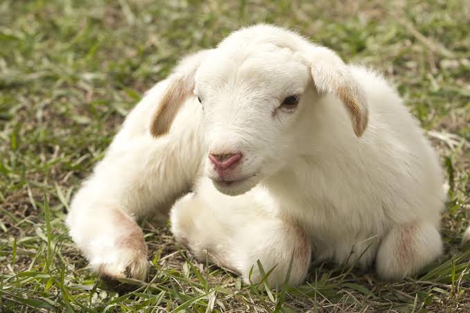 Questionable decisions for the love of lambs - Farm and Dairy