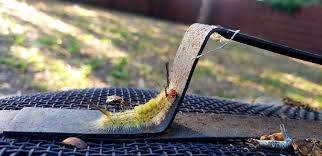 Nov 23, 2010 · the color of the stripes and tufts on wmtm caterpillars may vary from white to yellow, but they have in common four white tufts toward the front, a bright red head, two small, red dots toward the rear, and a black stripe down the center of their back, bordered below by a yellow stripe. Central Florida Is Ground Zero Tussock Moth Caterpillars In April