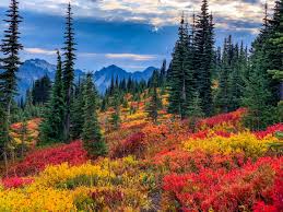 #fall #autumn #beautiful #fall photo #warm #cozy #wow #indie #hipster #hippy #vibes #nature #nature lover #nature photo #travel #traveling #adventure #explore #travel pics #travel blog #woods #forest. 10 Seattle Area Hikes For Seeing Beautiful Fall Colors Curbed Seattle