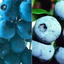 Corymbosum) are found in the wild in northeastern north. Southern Highbush Blueberry Plant Collection Stark Bro S
