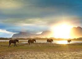 Meet The Mystical Wild Horses Of Kleinmond And Hear Their Unusual Story In 2020 Wild Horses Horses Horse Farms