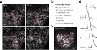 Which claim do both passages support? How Many Neurons Are Sufficient For Perception Of Cortical Activity Elife