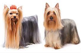 Yorkshire Terrier Vs Silky Terrier How To Tell The Difference Silky Terrier Australian Silky Terrier Yorkshire Terrier