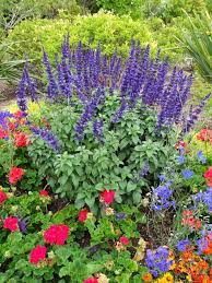 I'd love to grow some herbs. Arizona Garden Plants Shaded Desert Gardens Nursery Hummingbird Plants Hummingbird Plants Arizona Plants Arizona Gardening