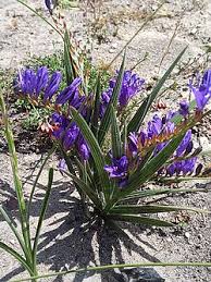 Image result for Babiana bainesii