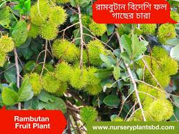 We did not find results for: Rambutan Fruit Trees For Sale 2021