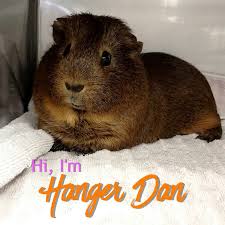 Think about your guinea pig's personality and appearance, but instead of choosing a fitting name, pick a name that doesn't fit your pet. Ai Weirdness Neural Networks Can Name Guinea Pigs