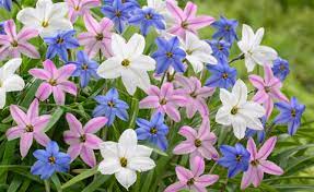 Vogelgezwitscher ohne wiederholung, wald im mai, frühling, zur entspannung. Fruhlingsblumen 12 Arten Die Kaum Jemand Kennt Mein Schoner Garten