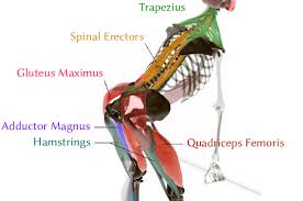 displaying the major muscle groups