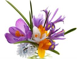 Us 20pcs Rare Saffron Autumnale Meadow Crocus Sativus Flower Seeds Not Bulbs Flower Seeds Saffron Flower Bulb Flowers